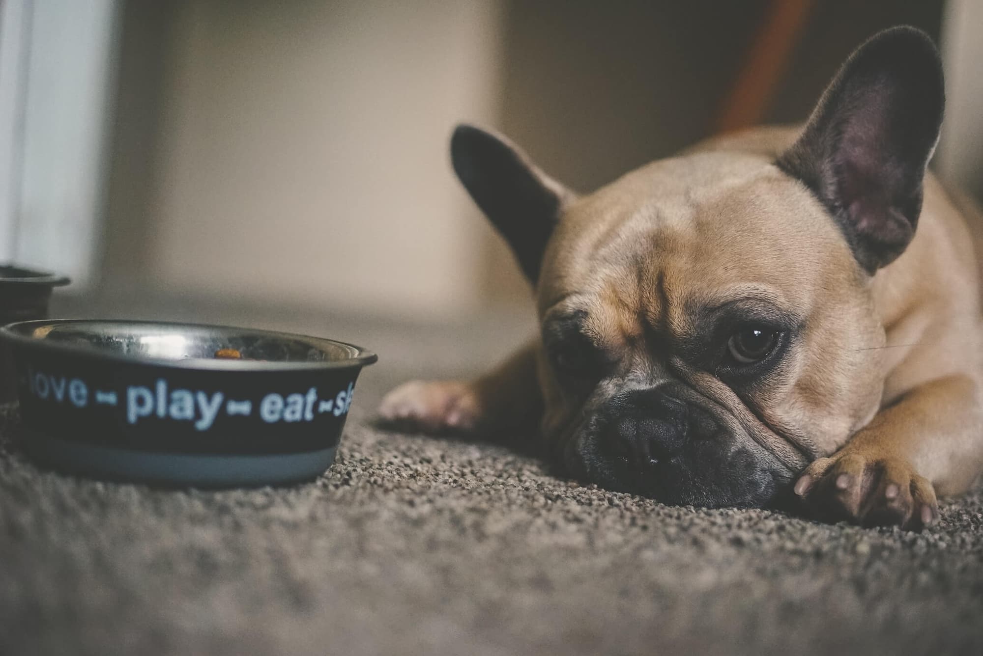 Scopri i 4 segreti per rallentare il tuo cane quando mangia!