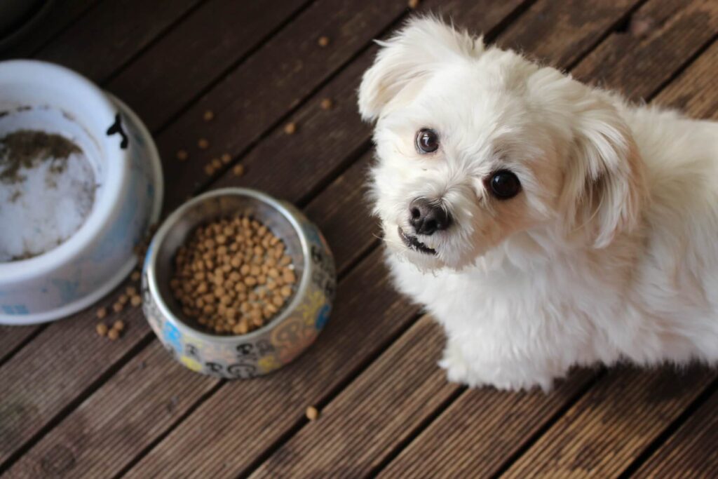 healthy dog food|alimentazione canina corretta|crocchette pressate a freddo