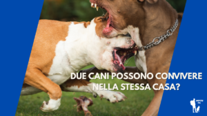 cani
