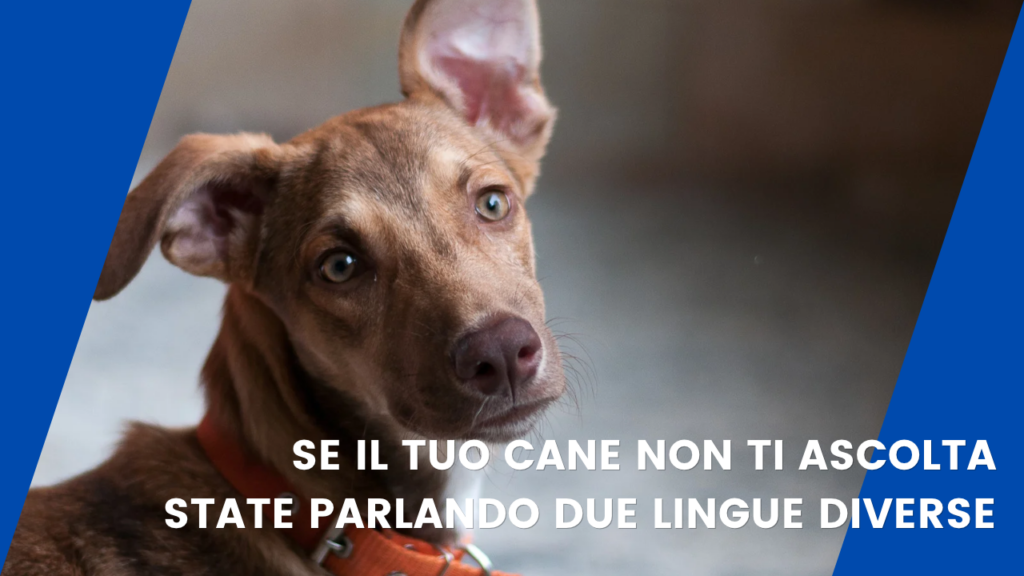 cane